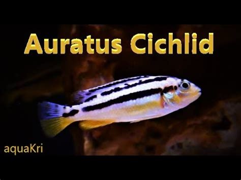 Auratus Cichlid Care & Tank Set up Guide .